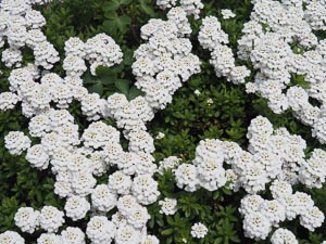 weiße Blüten
